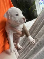 Puzzle , a male American Staffordshire Terrier and American Pit Bull Terrier for sale in Boston, MA – 2 of 6