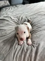 Puzzle , a male American Staffordshire Terrier and American Pit Bull Terrier for sale in Boston, MA – 6 of 6