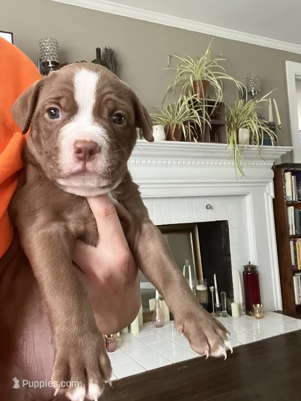 Oscar – American Staffordshire Terrier, American Pit Bull Terrier puppy for sale in Boston, MA