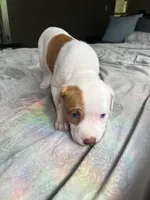 Spot, a female American Staffordshire Terrier and American Pit Bull Terrier for sale in Boston, MA – 2 of 6
