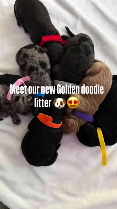 No name, a female Goldendoodle for sale in Riverview, FL – 4 of 6