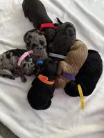 No name, a female Goldendoodle for sale in Riverview, FL – 2 of 6