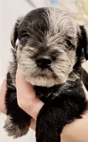 Merle , a male Miniature Schnauzer for sale in Arkansas City, AR – 1 of 2