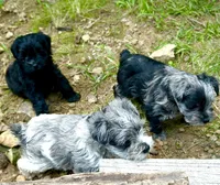 Merle , a male Miniature Schnauzer for sale in Arkansas City, AR – 2 of 2