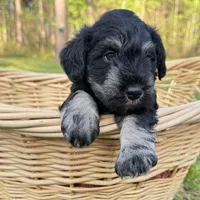 Zeus, a male Miniature Schnauzer for sale in Akeley, MN – 2 of 5
