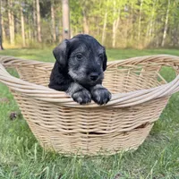 Tucker , a male Miniature Schnauzer for sale in Akeley, MN – 5 of 6