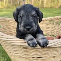 Tucker , a male Miniature Schnauzer for sale in Akeley, MN – 1 of 6
