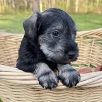 Tucker , a male Miniature Schnauzer for sale in Akeley, MN – 6 of 6