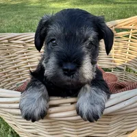 Stella, a female Miniature Schnauzer for sale in Akeley, MN – 2 of 4