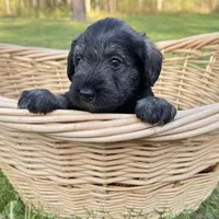 Moose , a male Miniature Schnauzer for sale in Akeley, MN – 2 of 3