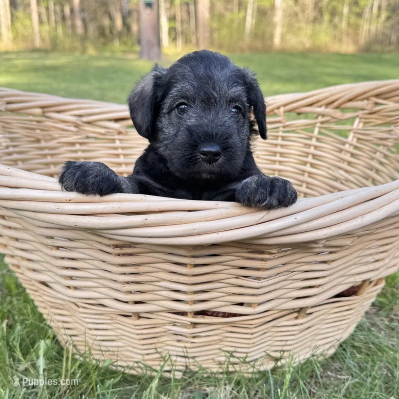 Moose  – Miniature Schnauzer puppy for sale in Akeley, MN