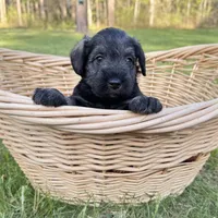 Moose , a male Miniature Schnauzer for sale in Akeley, MN – 1 of 3