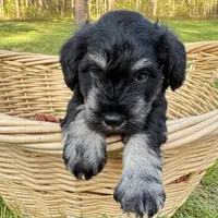 Zeus, a male Miniature Schnauzer for sale in Akeley, MN – 3 of 5