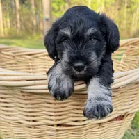 Zeus, a male Miniature Schnauzer for sale in Akeley, MN – 1 of 5