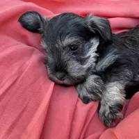 Stella, a female Miniature Schnauzer for sale in Akeley, MN – 4 of 4