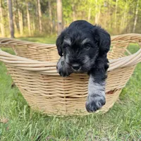 Zeus, a male Miniature Schnauzer for sale in Akeley, MN – 5 of 5