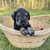 Tucker , a male Miniature Schnauzer for sale in Akeley, MN – 4 of 6
