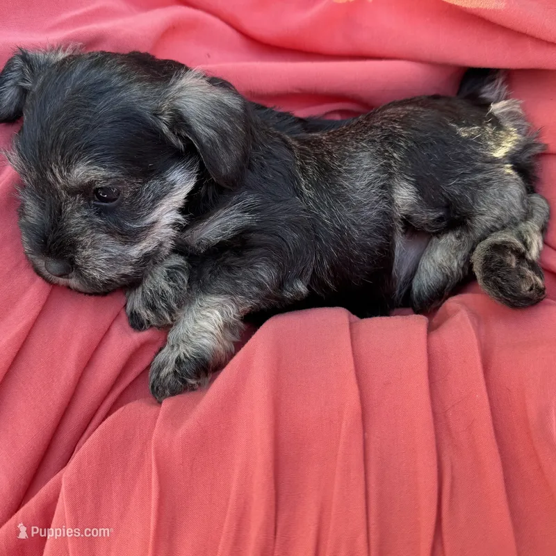 Stella – Miniature Schnauzer puppy for sale in Akeley, MN