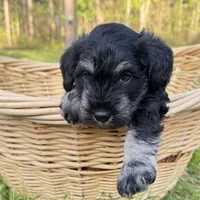 Zeus, a male Miniature Schnauzer for sale in Akeley, MN – 4 of 5