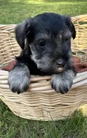 Stella, a female Miniature Schnauzer for sale in Akeley, MN – 3 of 4