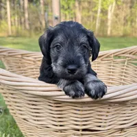 Tucker , a male Miniature Schnauzer for sale in Akeley, MN – 3 of 6