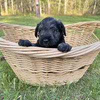 Moose , a male Miniature Schnauzer for sale in Akeley, MN – 3 of 3