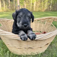 Tucker , a male Miniature Schnauzer for sale in Akeley, MN – 2 of 6