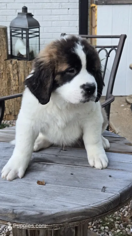 Orion – Saint Bernard puppy for sale in Sharon, SC