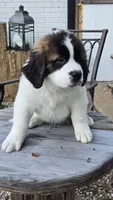 Orion, a male Saint Bernard for sale in Sharon, SC – 1 of 2