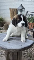 Orion, a male Saint Bernard for sale in Sharon, SC – 2 of 2