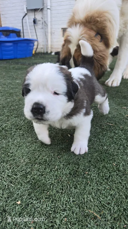 Midas – Saint Bernard puppy for sale in Sharon, SC