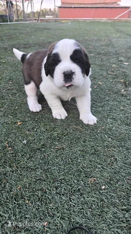 Midas – Saint Bernard puppy for sale in Sharon, SC