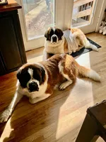 Midas, a male Saint Bernard for sale in Sharon, SC – Photo 4 of 4