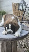 Nefertitis (Nefer), a female Saint Bernard for sale in Sharon, SC – 3 of 3