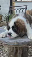 Titan, a male Saint Bernard for sale in Sharon, SC – 3 of 3