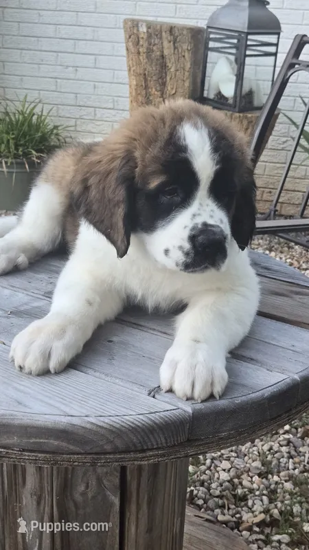 Nefertitis (Nefer) – Saint Bernard puppy for sale in Sharon, SC