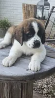 Nefertitis (Nefer), a female Saint Bernard for sale in Sharon, SC – 1 of 3