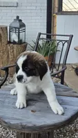 Cleopatra (Cleo), a female Saint Bernard for sale in Sharon, SC – 3 of 3