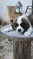Titan, a male Saint Bernard for sale in Sharon, SC – 2 of 3