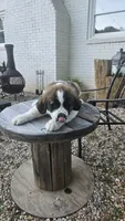 Nefertitis (Nefer), a female Saint Bernard for sale in Sharon, SC – 2 of 3