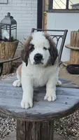 Midas, a male Saint Bernard for sale in Sharon, SC – 1 of 3