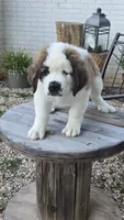 Midas, a male Saint Bernard for sale in Sharon, SC – 2 of 3