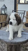 Midas, a male Saint Bernard for sale in Sharon, SC – 3 of 3