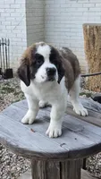 Cleopatra (Cleo), a female Saint Bernard for sale in Sharon, SC – 2 of 3