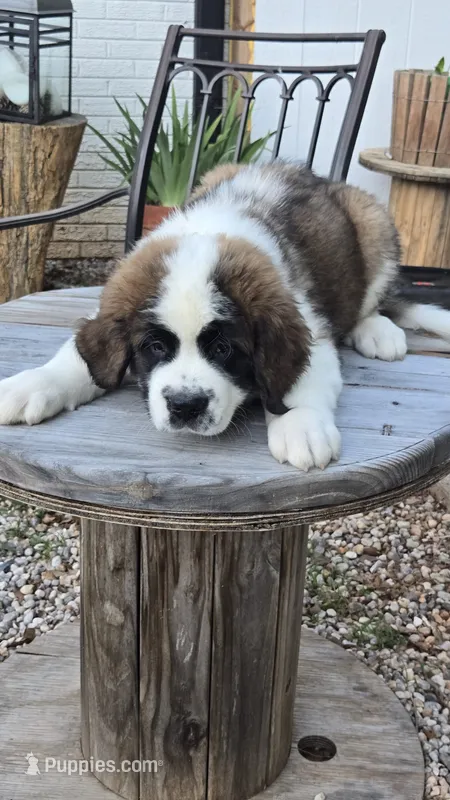 Titan – Saint Bernard puppy for sale in Sharon, SC