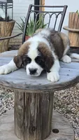 Titan, a male Saint Bernard for sale in Sharon, SC – 1 of 3