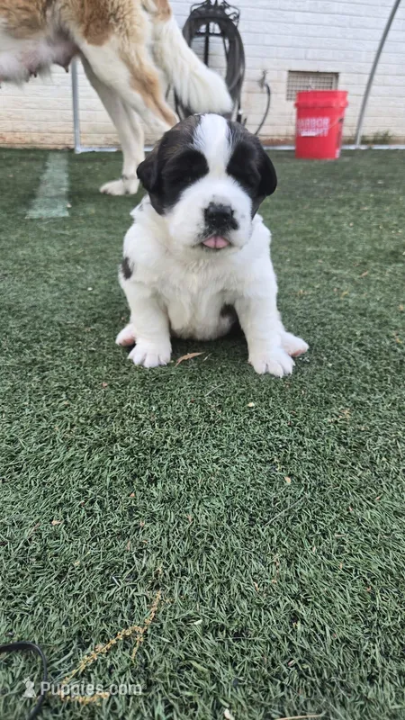 Cleopatra (Cleo) – Saint Bernard puppy for sale in Sharon, SC