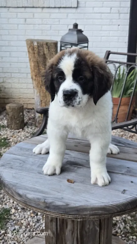 Cleopatra (Cleo) – Saint Bernard puppy for sale in Sharon, SC