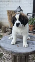 Cleopatra (Cleo), a female Saint Bernard for sale in Sharon, SC – 1 of 3