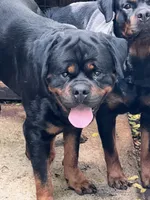 Champion, a male Rottweiler for sale in Miami, FL – 6 of 7